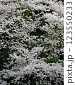 あつぎ飯山桜 123550233