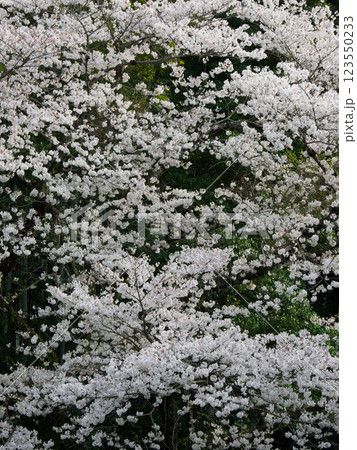 あつぎ飯山桜 123550233