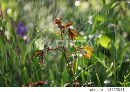 Summer rain in the garden and lilies with drops on the bokeh background, blurred focus. Beautiful summer garden in the early morning with natural bokeh and rain background Summer rain in the garden and lilies with drops on the bokeh background, blurred focus. Beautiful summer garden in the early morning with natural bokeh and rain background 123550514