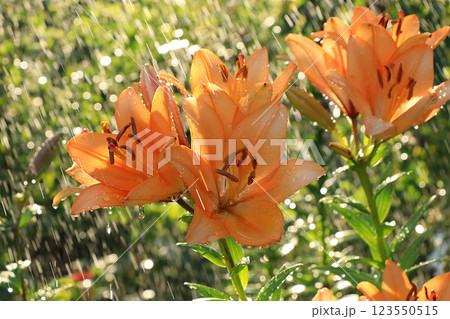 Summer rain in the garden and lilies with drops on the bokeh background, blurred focus. Beautiful summer garden in the early morning with natural bokeh and rain background 123550515