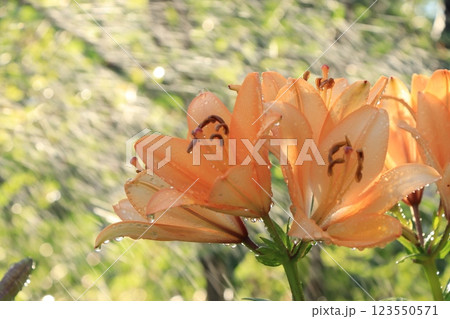 Summer rain in the garden and lilies with drops on the bokeh background, blurred focus. Beautiful summer garden in the early morning with natural bokeh and rain background Summer rain in the garden and lilies with drops on the bokeh background, blurred focus. Beautiful summer garden in the early morning with natural bokeh and rain background 123550571