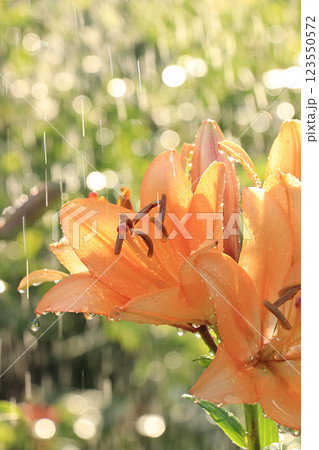 Summer rain in the garden and lilies with drops on the bokeh background, blurred focus. Beautiful summer garden in the early morning with natural bokeh and rain background Summer rain in the garden and lilies with drops on the bokeh background, blurred focus. Beautiful summer garden in the early morning with natural bokeh and rain background 123550572