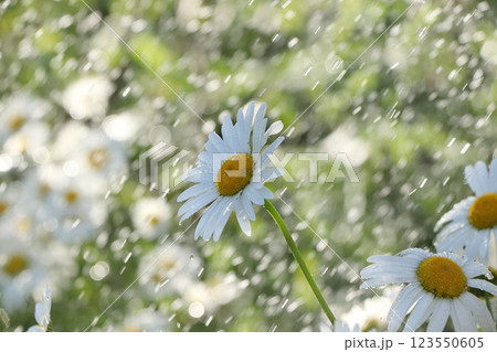 Summer rain in the garden and daisies with drops on the bokeh background, blurred focus. Beautiful summer garden in early morning with natural bokeh and rain background Summer rain in the garden and daisies with drops on the bokeh background, blurred focus. Beautiful summer garden in early morning with natural bokeh and rain background 123550605
