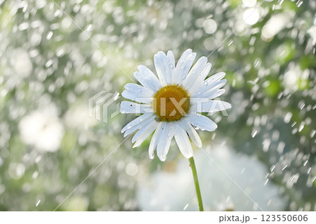 Summer rain in the garden and daisies with drops on the bokeh background, blurred focus. Beautiful summer garden in early morning with natural bokeh and rain background 123550606