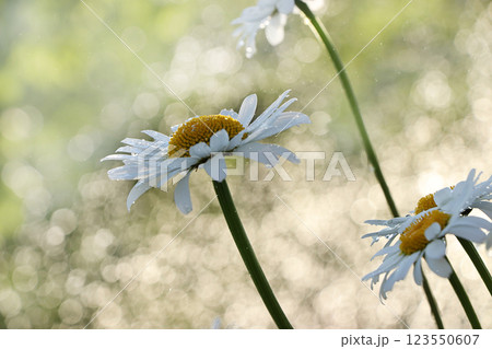 Summer rain in the garden and daisies with drops on the bokeh background, blurred focus. Beautiful summer garden in early morning with natural bokeh and rain background Summer rain in the garden and daisies with drops on the bokeh background, blurred focus. Beautiful summer garden in early morning with natural bokeh and rain background 123550607