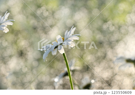 Summer rain in the garden and daisies with drops on the bokeh background, blurred focus. Beautiful summer garden in early morning with natural bokeh and rain background 123550609