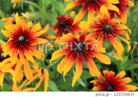 Abstract floral background.Autumn sunny garden and flowers, blurred focus, postcard, mockup for the screen on a computer or smartphone 123550635
