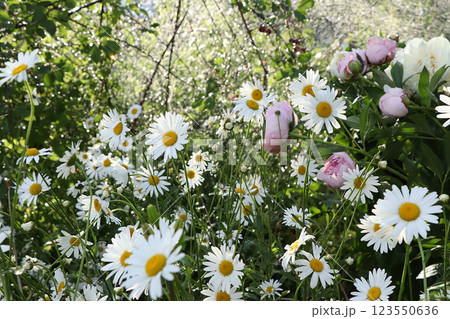 Summer rain in the garden and daisies with drops on the bokeh background, blurred focus. Beautiful summer garden in the early morning with natural bokeh and rain background 123550636