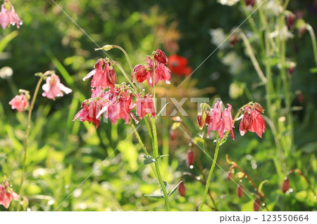 Summer rain in the garden and flowers with drops on a bokeh background, blurred focus, the concept of a holiday with flowers, relaxing in the garden. Beautiful summer garden early in the morning with  123550664