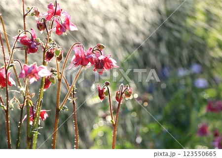 Summer rain in the garden and flowers with drops on a bokeh background, blurred focus, the concept of a holiday with flowers, relaxing in the garden. Beautiful summer garden early in the morning with  123550665