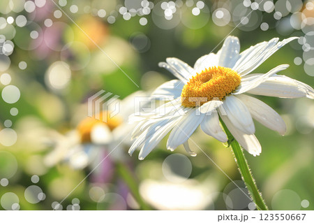 Summer rain in the garden and daisies with drops on the bokeh background, blurred focus. Beautiful summer garden in the early morning with natural bokeh and rain background 123550667
