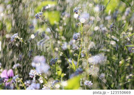 Summer rain in the garden and flowers with drops on a bokeh background, blurred focus, the concept of a holiday with flowers, relaxing in the garden. Beautiful summer garden early in the morning with  123550669