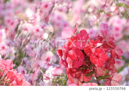 Abstract floral background.Summer rain in the garden and flowers with drops and bokeh, blurred focus. Beautiful summer garden in the early morning with natural bokeh and rain, summer postcard 123550766