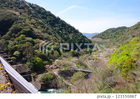 兵庫県南あわじ市　大日川ダムから桜の咲く大日ダム公園を望む 123550867