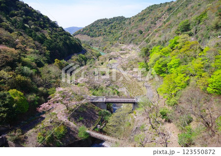 兵庫県南あわじ市　大日川ダムから桜の咲く大日ダム公園を望む 123550872