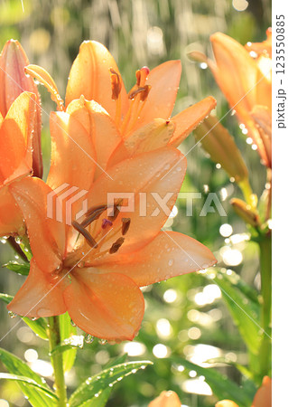 Summer rain in the garden and lilies with drops on the bokeh background, blurred focus. Beautiful summer garden in the early morning with natural bokeh and rain background 123550885