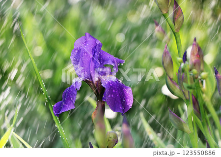 Summer rain in the garden and irises with drops on bokeh background, blurred focus. Beautiful summer garden early morning with natural bokeh and rain background Summer rain in the garden and irises with drops on bokeh background, blurred focus. Beautiful summer garden early morning with natural bokeh and rain background 123550886