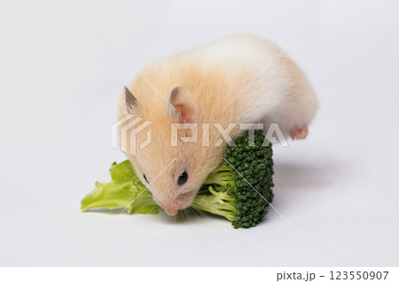 Cute hamster with broccoli flower on a white background Cute hamster with broccoli flower on a white background 123550907