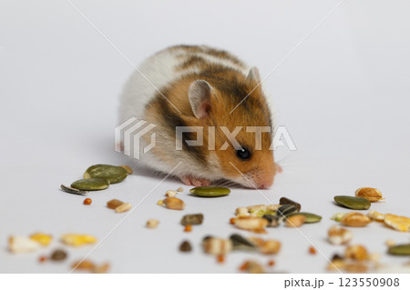 Domestic Syrian hamster eating seeds on white background. Animal pet Domestic Syrian hamster eating seeds on white background. Animal pet 123550908