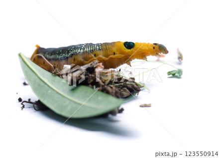 Insect Caterpillar of Oleander Hawk moth or Daphnis nerii Butterfly with green Oleander leaf 123550914
