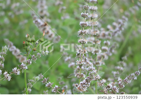 Mint in the garden with a blurry focus.The natural background.Medicinal plant used in folk medicine 123550939