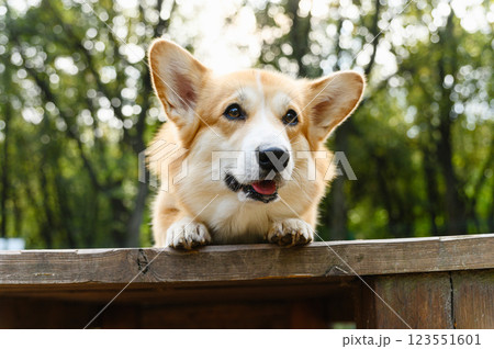 Welsh corgi lying on a wooden platform outdoors. Welsh corgi lying on a wooden platform outdoors. 123551601