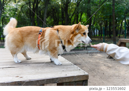 Welsh corgi sniffing a person's hand on a platform. Welsh corgi sniffing a person's hand on a platform. 123551602