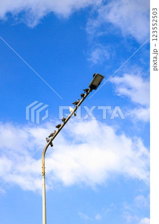 flock of pigeon birds perch on electric pole and high voltage cable wires with clouds sky background. 123552503