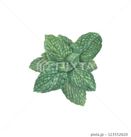 Top view of watercolor fragrant fresh mint leaves illustration isolated background. Green peppermint branch in realistic style. Botanical element for card design, posters, banners, menu Top view of watercolor fragrant fresh mint leaves illustration isolated background. Green peppermint branch in realistic style. Botanical element for card design, posters, banners, menu 123552620