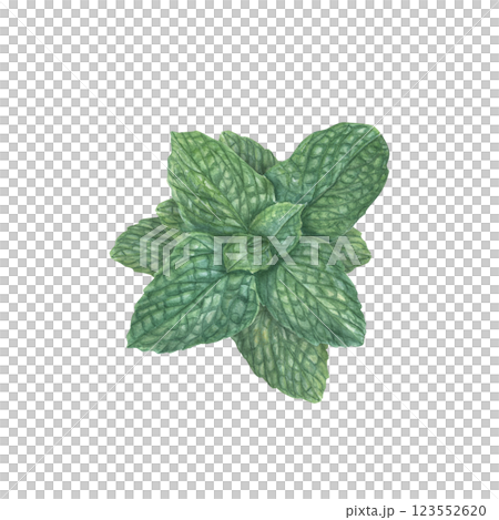Top view of watercolor fragrant fresh mint leaves illustration isolated background. Green peppermint branch in realistic style. Botanical element for card design, posters, banners, menu Top view of watercolor fragrant fresh mint leaves illustration isolated background. Green peppermint branch in realistic style. Botanical element for card design, posters, banners, menu 123552620