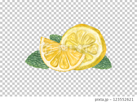 Two yellow .lemon slices with green mint leaves watercolor illustration. Ripe citrus fruit pieces and peppermint. Food elements for card design, menu, celebration design, cocktail party 123552621