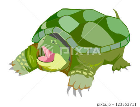 カミツキガメ 123552711