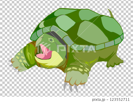 カミツキガメ 123552711