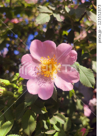 Pink rosehip flower on bush on sunny summer day. Blooming rosehip. Pink petals with many yellow stamens of blooming flower rosehip on a bush branch with green leaves. Natural sunlight. Nature natural Pink rosehip flower on bush on sunny summer day. Blooming rosehip. Pink petals with many yellow stamens of blooming flower rosehip on a bush branch with green leaves. Natural sunlight. Nature natural 123552873