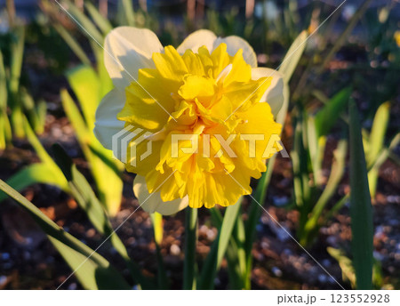 Large large yellow narcissus flower on green stem with green leaves growing in black ground on sunny spring day. Cultivated varietal flower daffodil. Blooming flower, petals and stamens. Plants nature 123552928