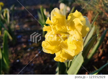 Large large yellow narcissus flower on green stem with green leaves growing in black ground on sunny spring day. Cultivated varietal flower daffodil. Blooming flower, petals and stamens. Plants nature 123552929