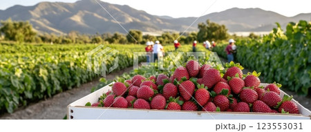 Farm workers gather ripe strawberries under the sun, filling wooden boxes while enjoying a productive day in the strawberry field 123553031