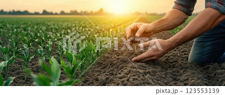 Hands of a farmer planting seeds in soil as green sprouts grow, highlighting hard work in the warm light of a sunset 123553139