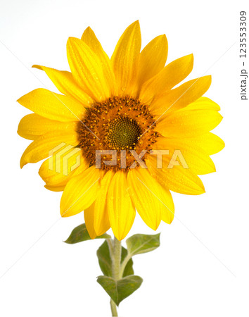 Sunflower on white background 123553309