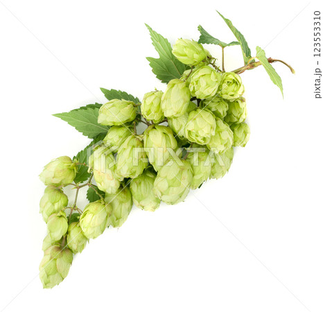 Fresh green hops branch 123553310