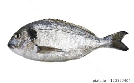 Dorado fish 123553404