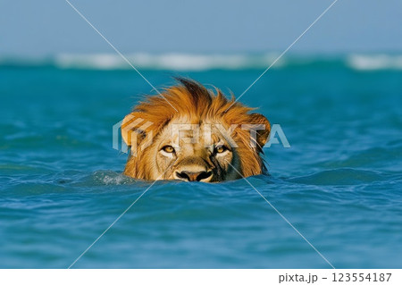 a lion's head peeks out of the sea water a lion's head peeks out of the sea water 123554187