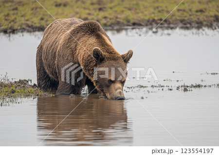 big brown bear drinks water from the pool big brown bear drinks water from the pool 123554197