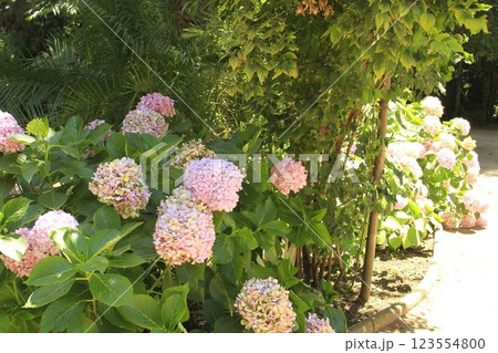 Flowers at a winery at Santa Cruz Chile 123554800