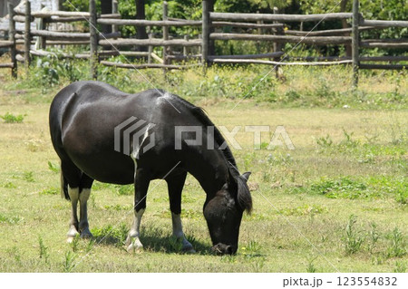 Horses at a winery at Santa Cruz Chile 123554832