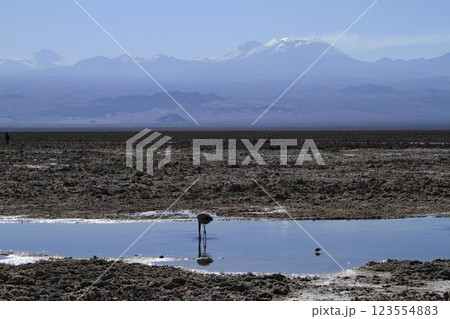Flaminogs in Salar de Atacma Chile 123554883