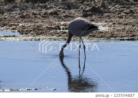 Flaminogs in Salar de Atacma Chile Flaminogs in Salar de Atacma Chile 123554887
