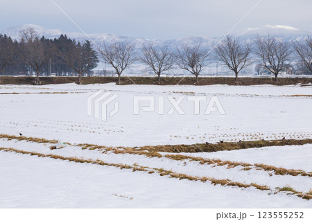 【会津坂下町】雪景色の並木と山々 123555252