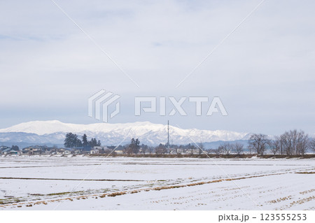 【会津坂下町】雪景色の並木と山々 【会津坂下町】雪景色の並木と山々 123555253