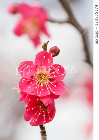 梅の花（紅千鳥） 123555374